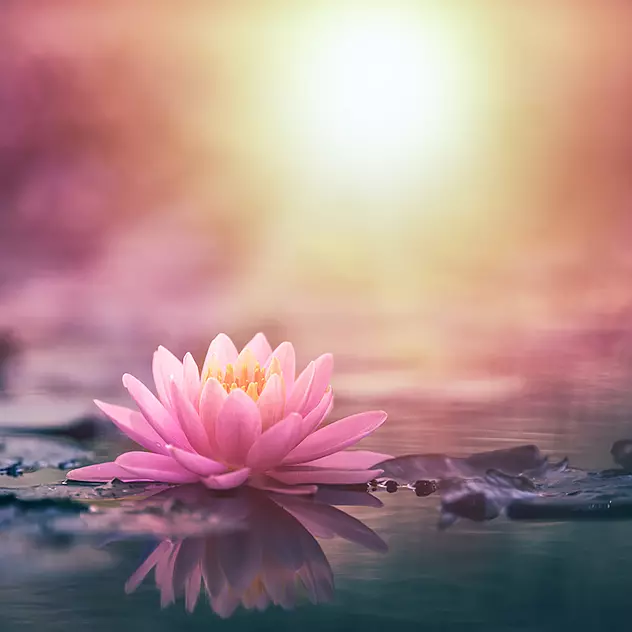 Lotus Flower Png Webp