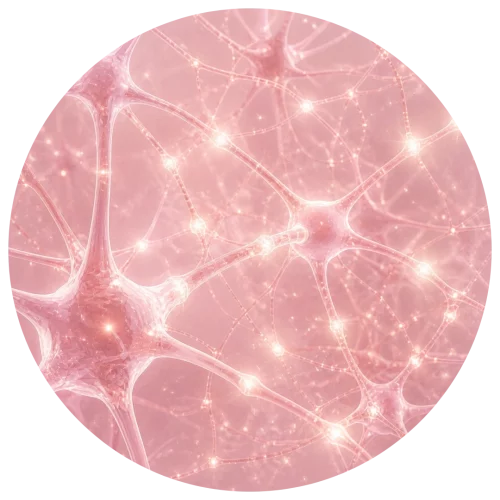 Neurons